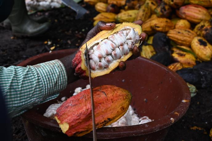 Un producteur de cacao casse des cabosses, dans une plantation à côté de Sinfra, dans le centre de la Côte d’Ivoire, en octobre 2019.