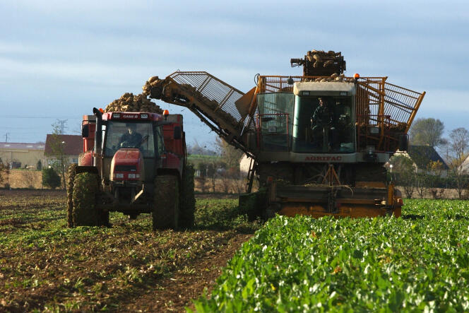 Farmers harvest sugar beets on November 22, 2004 in Calvados.