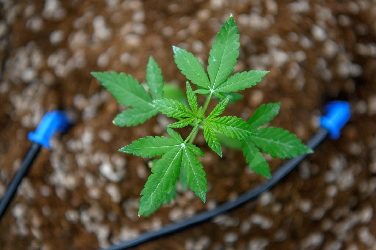Cannabis thérapeutique : les premières expérimentations autorisées par décret