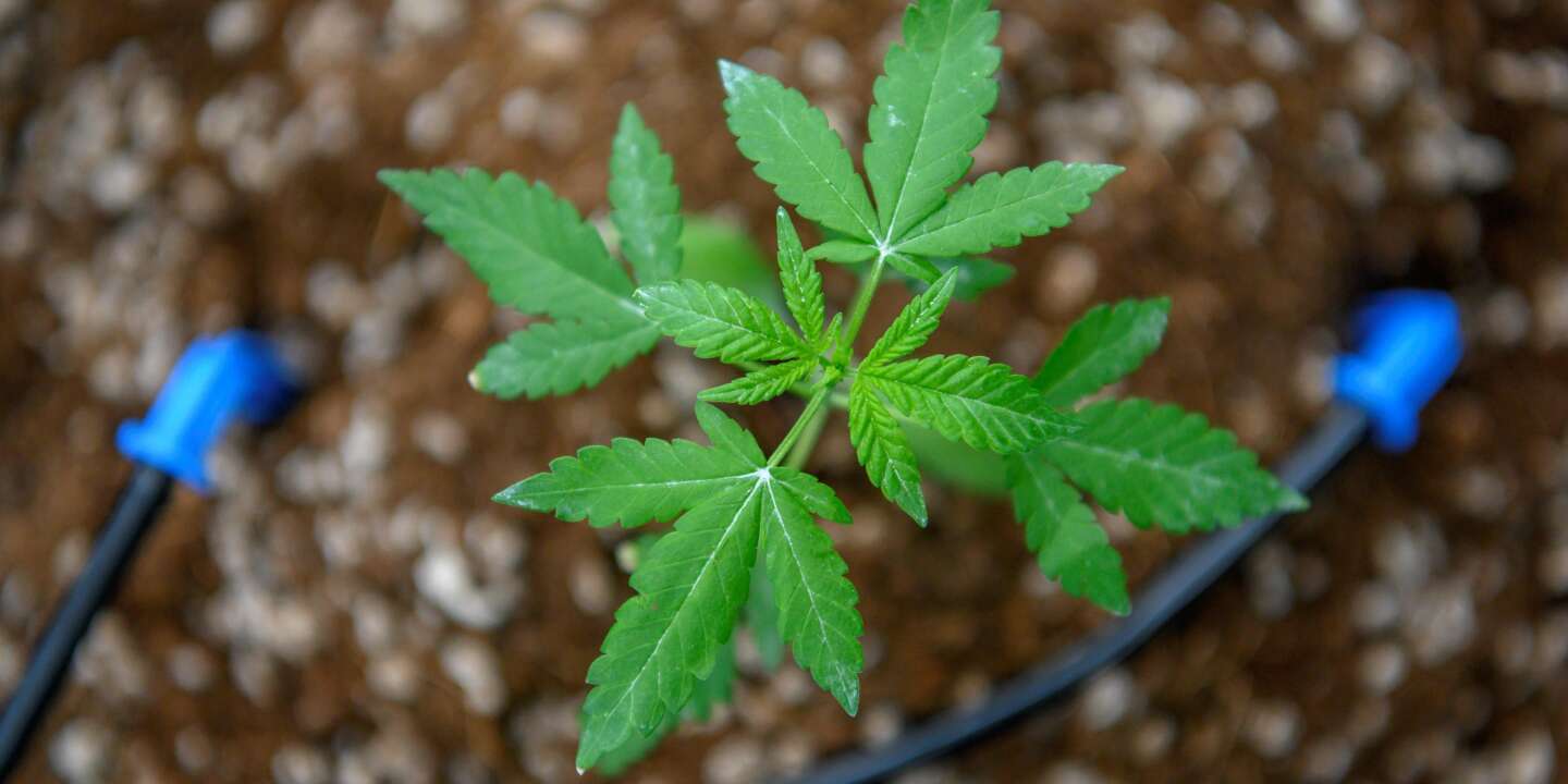 Cannabis thérapeutique : les premières expérimentations autorisées par décret