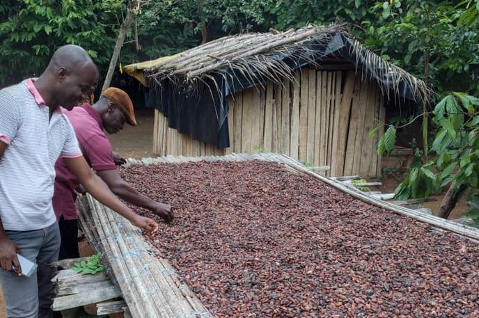 Koman Achi (au second plan) trie les fèves de cacao qui fermentent, à Cardona, en Côte d’Ivoire.