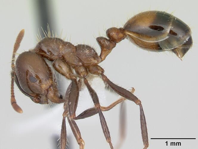 « Solenopsis richteri », la fourmi noire de feu, une espèce invasive aux Etats-Unis.
