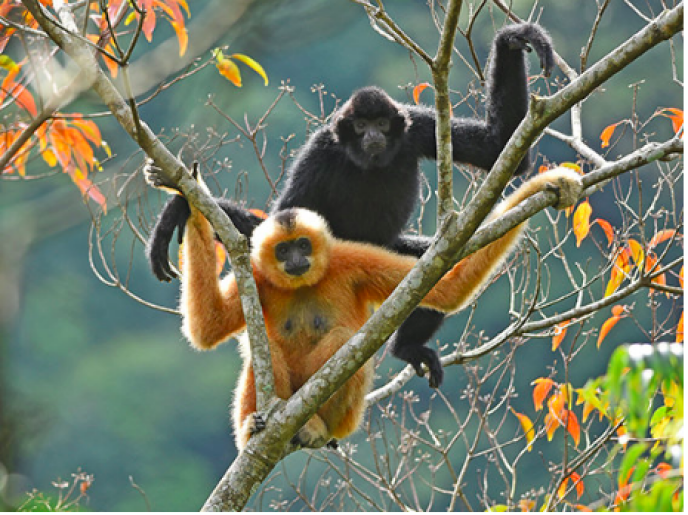 Un couple de gibbons de Hainan, la femelle est dorée, le mâle est noir.