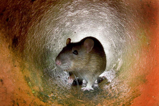 Un rat dans une canalisation à Londres.
