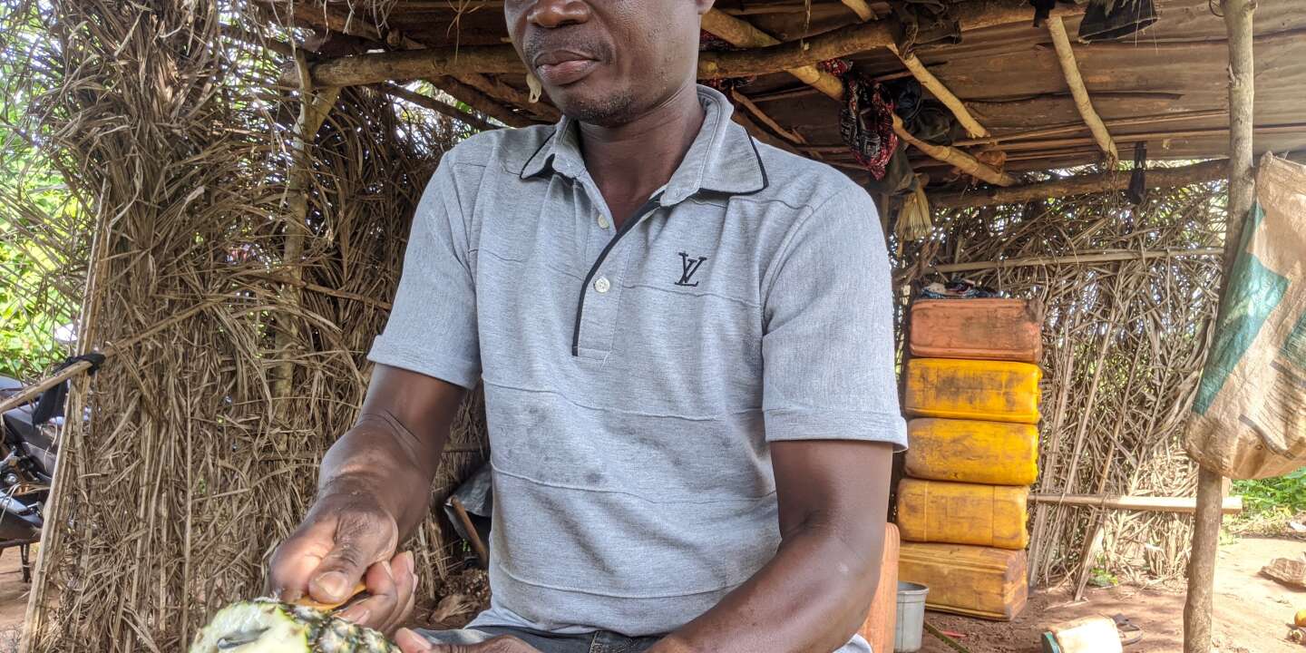 Au Bénin, l’ananas bio et équitable protège les agriculteurs