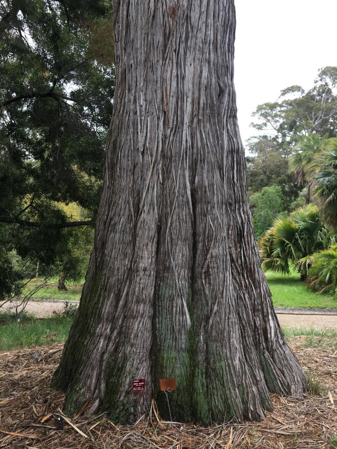 Le tronc imposant d’un cyprès de Monterey (Californie), dans le jardin botanique - arboretum de la Villa Thuret, à Antibes (Alpes-Maritimes).