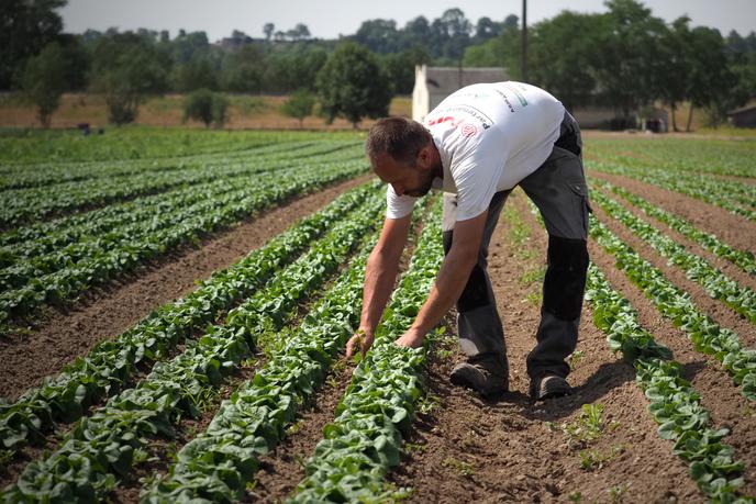 Un champ de salades à Villebernier (Maine-et-Loire), en juillet 2019.
