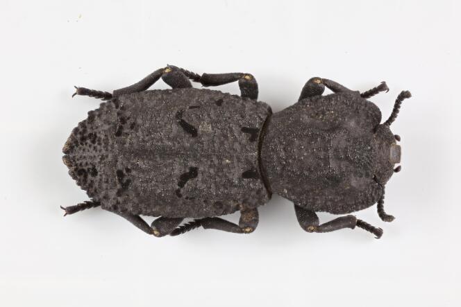 Un scarabée cuirassé diabolique « Phloeodes diabolicus ».