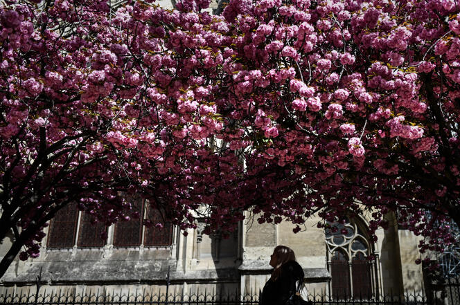 Un arbre en fleurs, devant la cathédrale Notre-Dame de Paris, le 3 avril 2019.
