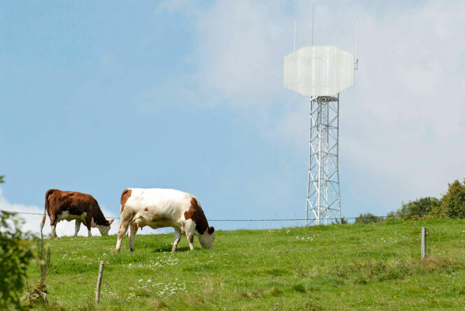 Des vaches paissent près d’une antenne relais de téléphonie, à Roybon (Isère).