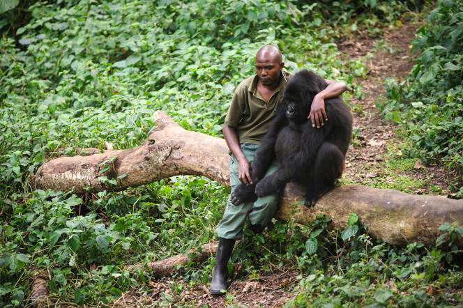 Dans le parc national des Virunga, en République démocratique du Congo (RDC) en 2012.