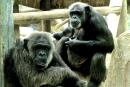Chimpanzés au zoo de Beauval