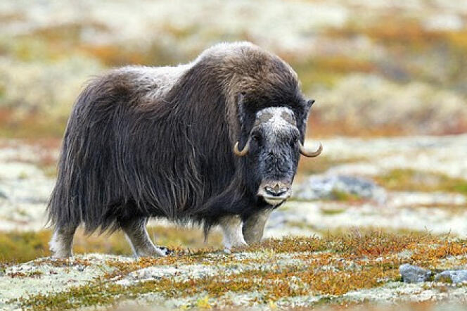 L’ovibos vivait dans les Pyrénes il y a 450 000 ans. On le trouve désormais dans les régions les plus septentrionales du globe. Ici, en Norvège.