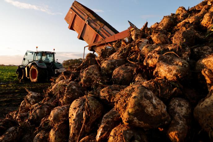 Un agriculteur récolte un champ de betteraves sucrières à Bourlon, le 3 novembre 2020.