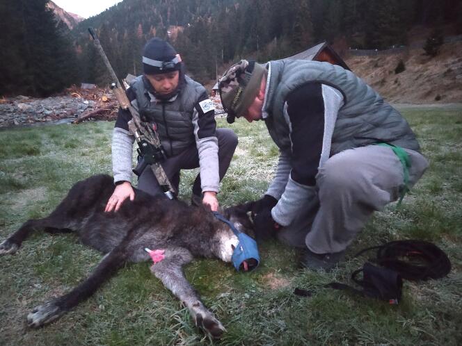 Un loup noir canadien attrapé par des gardes forestiers de l’Office français de la biodiversité, le 5 novembre 2020 près de Saint-Martin-Vésubie (Alpes-Maritimes).