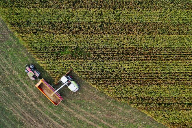 Fodder corn harvest near Arzal (Morbihan), September 28, 2020.