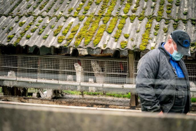 Mink breeder Thorbjoern Jepsen dans sa ferme de visons à Gjoel (Denmark), le 9 Octobre.