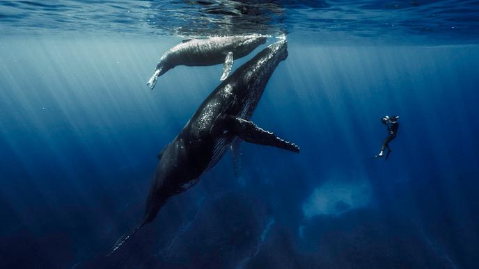 « Quand baleines et tortues nous montrent le chemin », film de Rémy Tézier