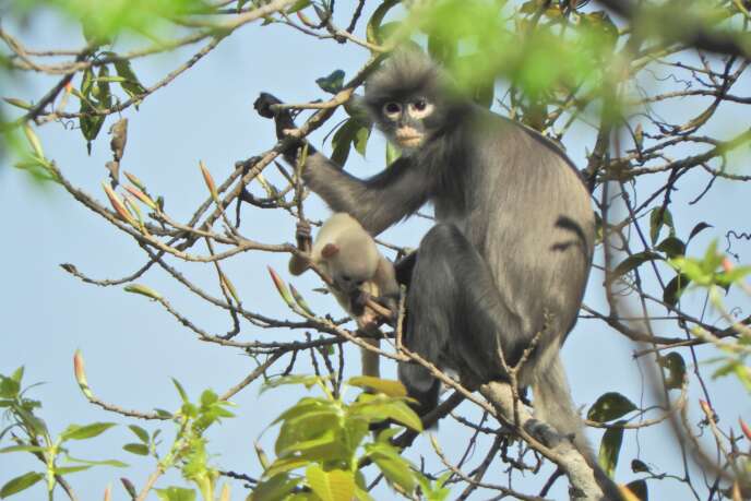 Le Popa langur sur une photo publiée par le centre allemand des primates (DPZ), le 11 novembre.