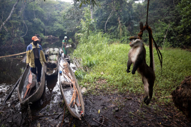Un cercopithèque tué par des chasseurs près de Mbandaka, en République démocratique du Congo, en avril 2019.