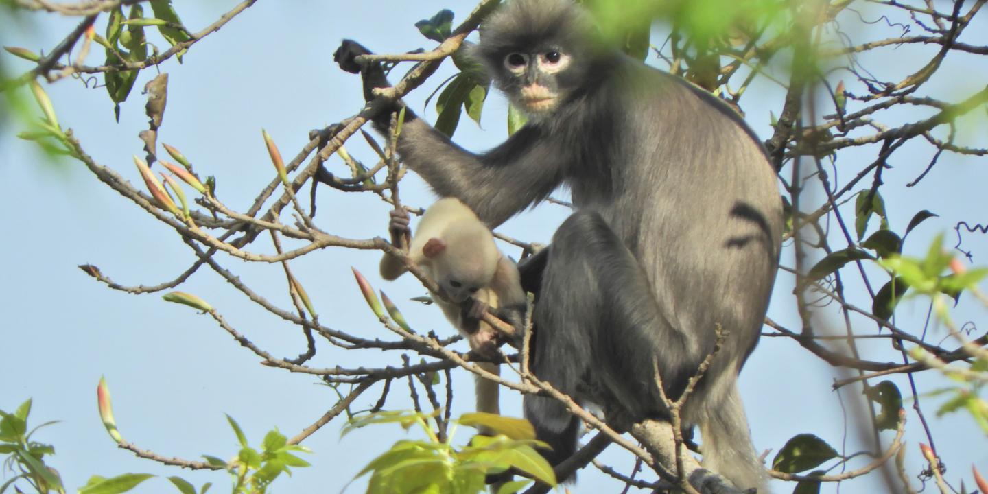 Decouverte D Une Nouvelle Espece De Singe En Birmanie