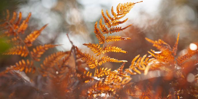 Le Livret A perd généralement ses feuilles en octobre : « Pour retrouver, une collecte positive [ce mois-là], il faut remonter à 2012 », rappelle Philippe Crevel, du Cercle de l’épargne.