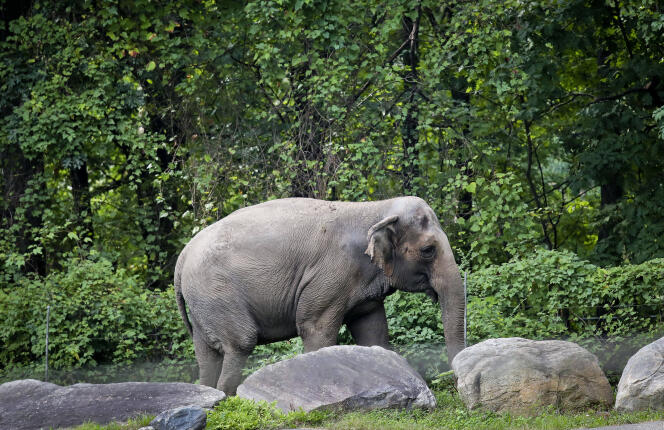 L’éléphant Happy dans son enclos du zoo du Bronx, à New York, en octobre 2018.