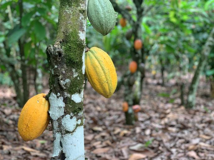 Un champs de cacao à Azaguié, en Côte d’Ivoire, le 27 novembre.