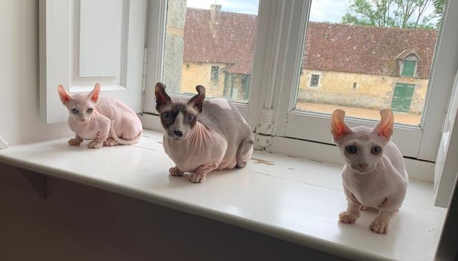 Comment Le Chat A Conquis Le Monde 400 Millions De Matous Et L Humain Dans Tout Ca