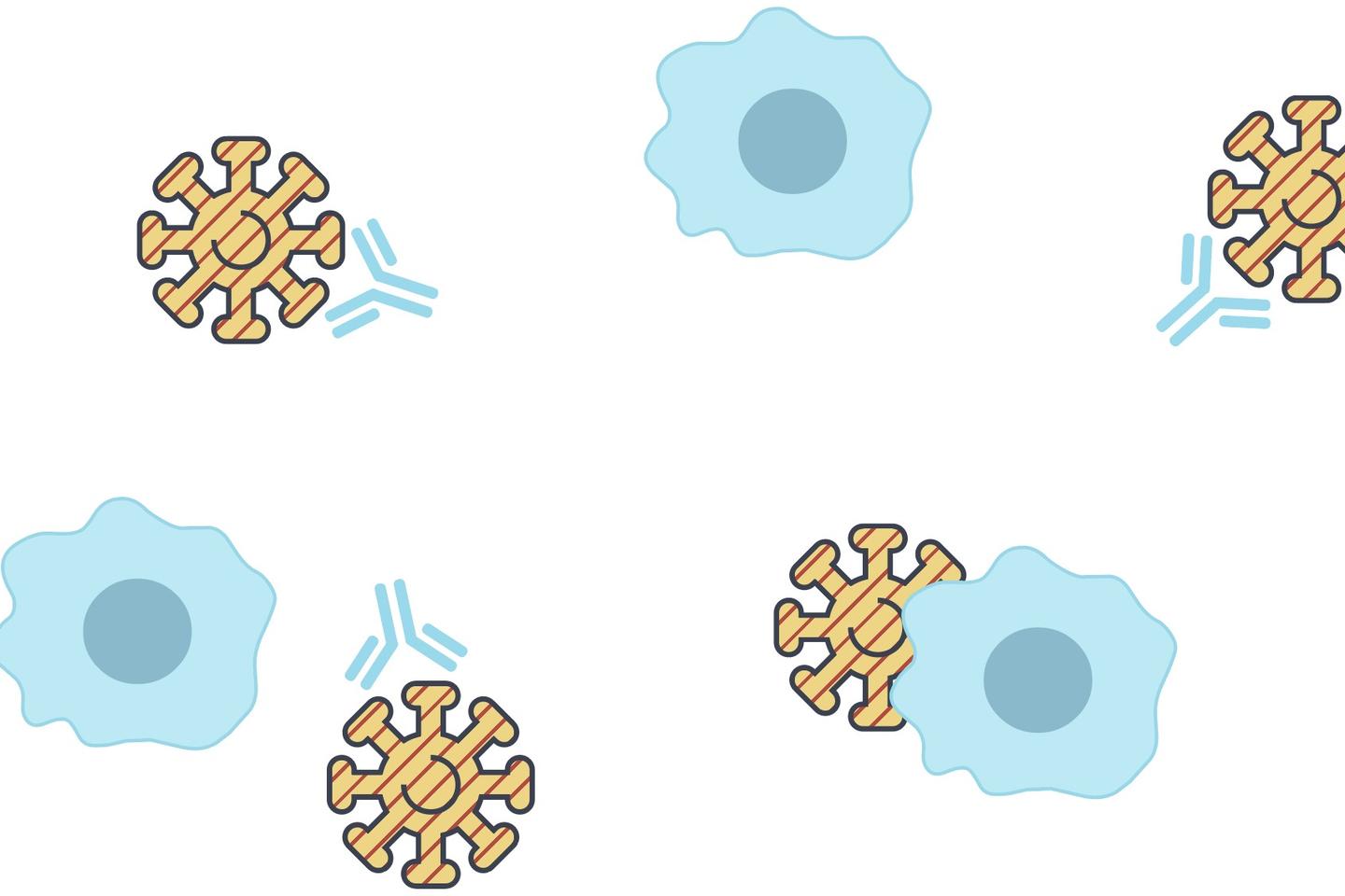 Covid 19 Comment Fonctionnent Les Futurs Vaccins