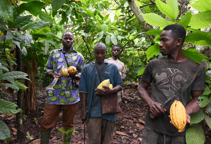 Une plantation de cacaoyers, près de Sinfra, en Côte d’Ivoire, en octobre 2019.