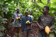 Une plantation de cacaoyers, près de Sinfra, en Côte d’Ivoire, en octobre 2019.