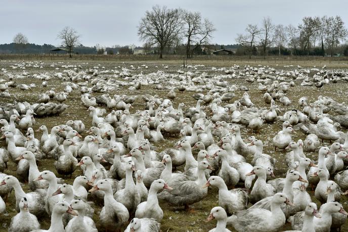 Dans un élevage de canards, à Bourriot-Bergonce (Landes), en février 2017.