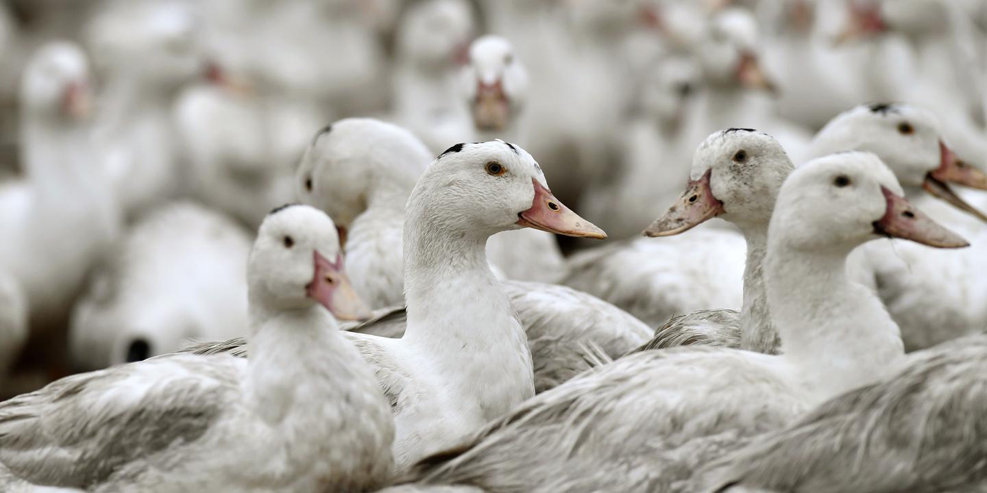 Landes : un second élevage de canards contaminé par la grippe aviaire