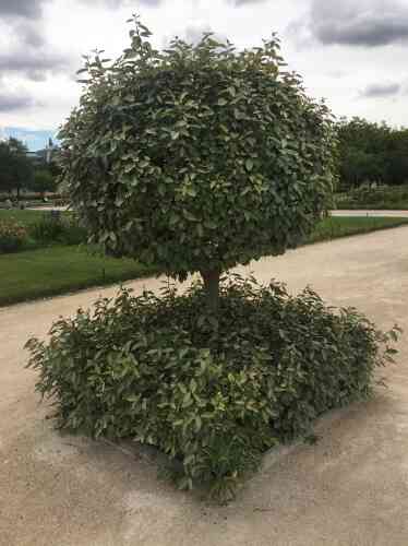 Planté en terre, cet éléagnus taillé en topiaire fait partie d’une double rangée qui accueille les visiteurs du jardin venant du Louvre.