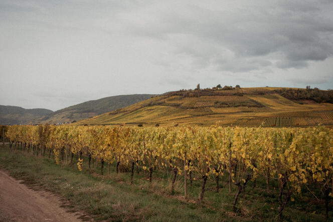 Des vignes d’Alsace, le long de la route des vins, en octobre 2020.