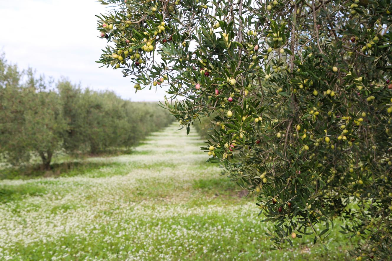 Dans l’oliveraie des sœurs Ben Hamouda, près de Mateur, dans le nord de la Tunisie.