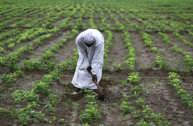 Le fermier d’arachide soudanais Khair Daoud, 31 ans, dans son champ dans le village d’Ardashiva, dans l’Etat d’Al-Jazirah, au centre-est du Soudan, le 8 août 2020.