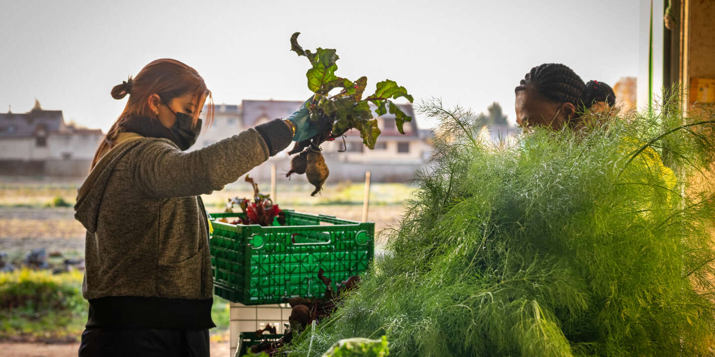A Sevran, un jardin maraîcher pour allier deux  besoins essentiels  : se nourrir et travailler