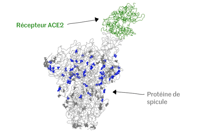 Modélisation en 3D de la protéine de spicule du Sars-CoV-2 s’attachant au récepteur ACE2 d’une cellule humaine.