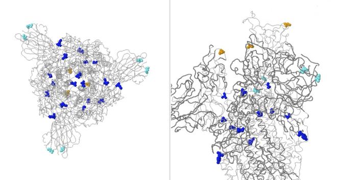 Modèle en 3D de la protéine de spicule du SARS-CoV-2. En couleurs : les mutations observées. En orange : les conséquences de la mutation N501Y.