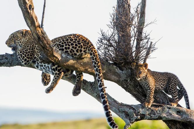 « La Panthère », sur Arte : un « Livre de la jungle » grandeur nature