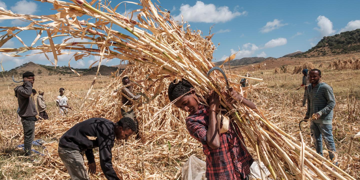 Pour Lutter Contre La Faim L Afrique S Invente De Nouvelles Solutions Pour Lutter Contre La Faim L Afrique S Invente De Nouvelles Solutions