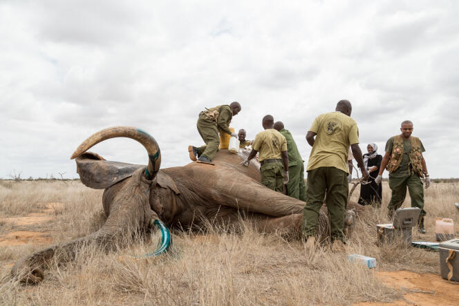 Un éléphant endormi pour être soigné après une blessure infligée par un braconnier, dans le parc national de Tsavo au Kenya, en août 2015.