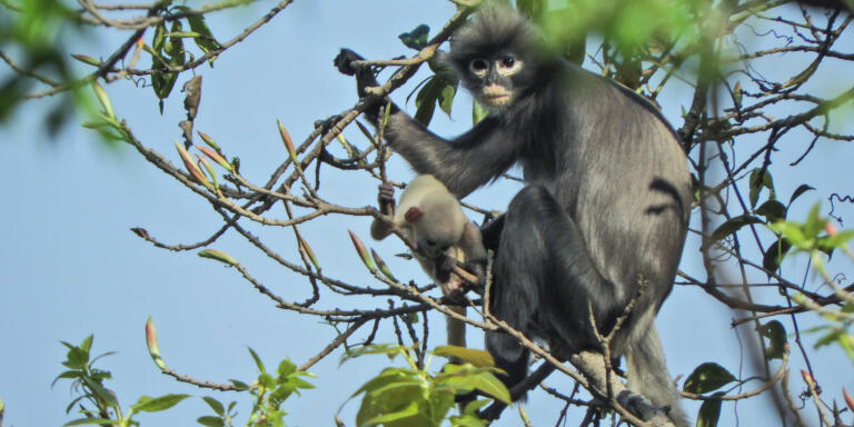 A handout picture made available by the German Primate Center (DPZ)- Leibniz Institute for Primate Research on November 10, 2020,   shows an adult female and juvenile Popa langur (Trachypithecus popa) in the crater of Mount Popa, Myanmar Myanmar on February 26, 2018. - In a rare find, scientists have identified a new species of primate, a lithe tree-dweller living in the forests of central Myanmar with a mask-like face framed by a shock of unruly grey hair. The Popa langur -- named for an extinct volcano home to its largest population, some 100 individuals -- has been around for at least a million years, according to a study detailing the find, published November 11, 2020, in Zoological Research. But with only 200 to 250 left in the wild today, experts will recommend that the leaf-eating species be classified as 