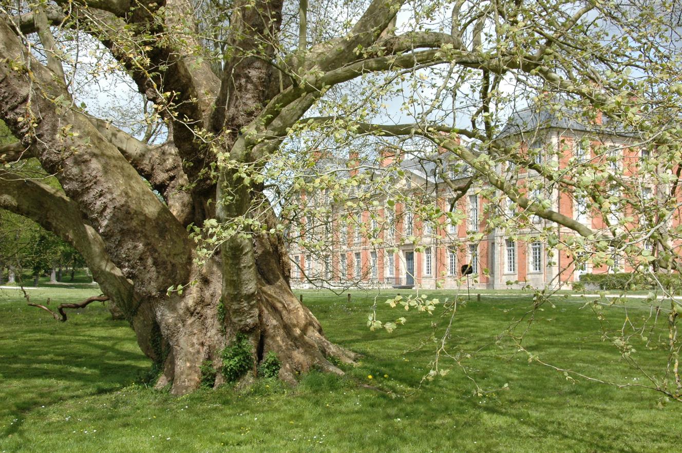 Un platane remarquable (et protégé) dans le parc du château de Chamarande, dans l’Essonne.