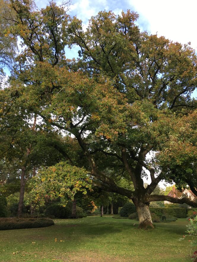 Ce majestueux chêne pédonculé (« Quercus robur ») deux fois centenaire a été dégagé après des dizaines d’années d’abandon. Ce sont les propriétaires de l’arboretum des Grandes Bruyères, dans le Loiret, qui ont entrepris la réhabilitation de cet arbre aujourd’hui labellisé « Arbre remarquable ».