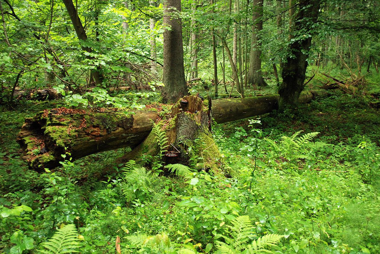 Vue de la forêt de Bialowieza, en Pologne (2009).