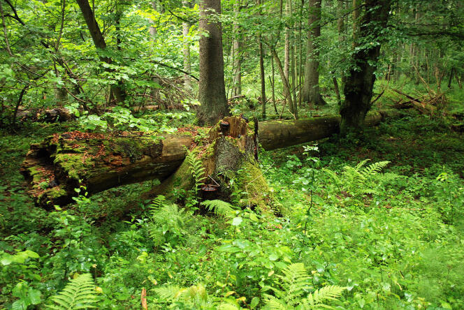 Vue de la forêt de Bialowieza, en Pologne (2009).