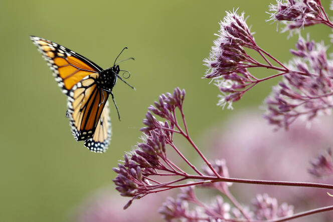In questa foto del 28 agosto 2019, una farfalla monarca vola verso Joe-Pye Grass, a Freeport, Maine, USA.